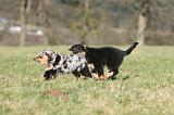 BERGER AUSTRALIEN PUPPIES 701